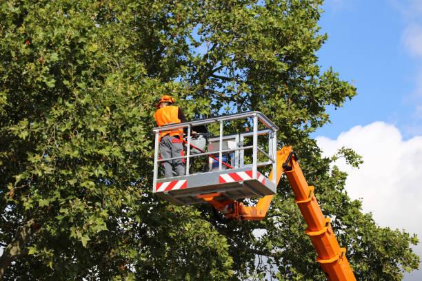 How Our Tree Care Process Works  in Manahawkin, NJ